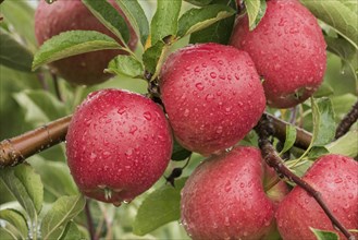 Malus domestica 'Braeburn', Schneider, Cambridge Botanical Garden, Germany, Europe