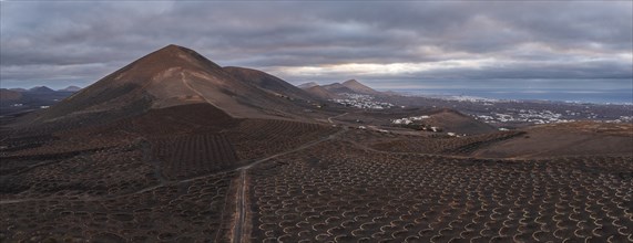 Grapevines growing in black volcanic soil in protected enclosed pits, La Geria, Lanzarote, Canary