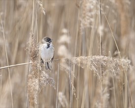 Reed bunting (Emberiza schoeniclus), reed bunting, sitting in the reeds on a branch that runs