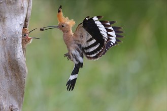 Hoopoe, (Upupa epops, approaching the breeding den, feeding juvenile, family Hoopoes, formerly