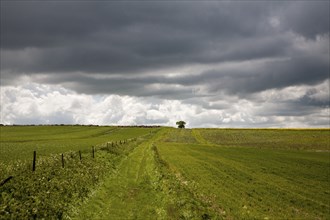 Chalk downland landscape upland scenery All Cannings Down, near East Kennet, Wiltshire, England