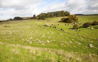 Fyfield Down national nature reserve, Marlborough Downs, Wiltshire, England, UK one of the