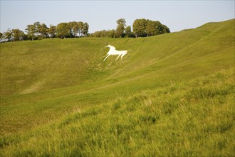 White horse in chalk scarp slope Cherhill, Wiltshire, England, UK dating from 1780