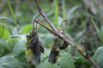 Late night frosts have led to severe frost damage in vineyards in the Elbe Valley. Due to the very