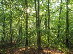 Natural beech forest in the morning light, the sun shines through the green foliage, Ziegeroda