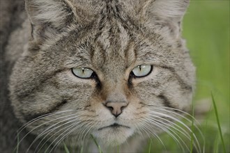 European wildcat (Felis silvestris silvestris), portrait, captive, North Rhine-Westphalia, Germany,