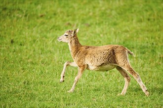 European mouflon (Ovis aries musimon) running standing on a meadow, tirol, Kitzbühel, Wildpark