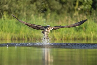 Western osprey (Pandion haliaetus) hunting, Aviemore, Scotland, Great Britain