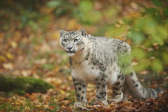 Snow leopard (Panthera uncia syn. Uncia uncia) in an autumn forest, captive