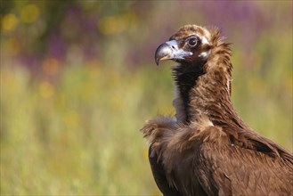 Monk Vulture, Monk Vulture, Black Vulture, (Cinereous Vulture), Aegypius monachus, Vautour moine,