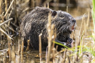 Nutria (Myocastor coypus), beaver rat, foraging in reeds, wildlife, Germany, Europe