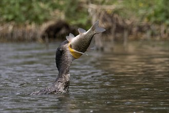 A great cormorant (Phalacrocorax carbo) devours a perch, Hesse, Germany, Europe