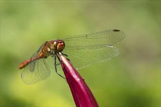 Common darter dragonfly (Sympetrum striolatum) adult male insect resting on a garden lily flower,