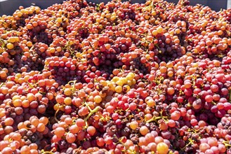 Wine-growing, in the Adige Valley, near the village of Tramin on the Wine Road, South Tyrol,