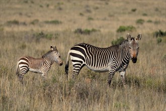 Cape Mountain Zebra (Equus zebra zebra), adult, juvenile, mother with juvenile, female, Mountain