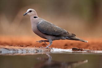 Red-eyed dove (Streptopelia semitorquata), Red-eyed Dove adult, at the water, Kruger National Park,