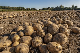 Potato harvest, Melodie variety, so-called split harvesting method, first the tubers are taken out