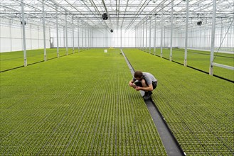 Garden nursery, cuttings, heather, broom heather plants, Calluna vulgaris, in the propagation