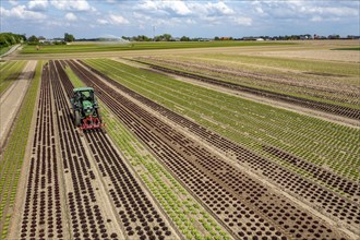 Farmer working a field with different heads of lettuce, in different stages of growth, weeds are