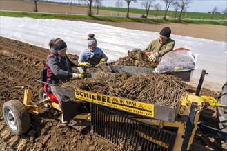 Asparagus farm, asparagus plant, planted in a field, with a planting machine, after a good year the