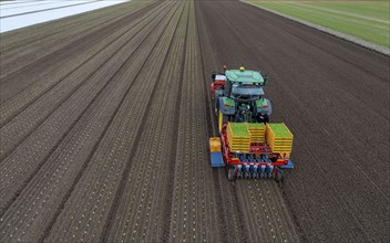 Lettuce plants are planted with a planting machine, Agriculture, Spring