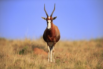 Bontebok (Damaliscus pygargus), adult, alert, foraging, Mountain Zebra National Park, South Africa,