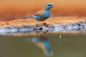 Blue waxbill (Uraeginthus angolensis), Angola butterfly finch, adult, at the water, Kruger National