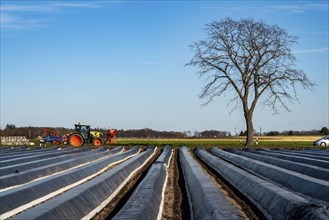 Agriculture on the Lower Rhine, early season, asparagus cultivation in spring, under plastic