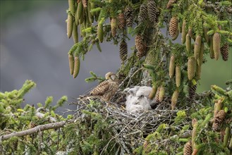 Common kestrel (Falco tinnunculus), female adult bird with young birds not yet ready to fly in the