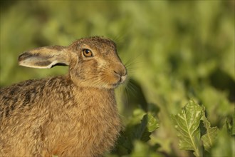 Brown hare (Lepus europaeus) adult animal in a farmland sugar beet field in the summer, Suffolk,