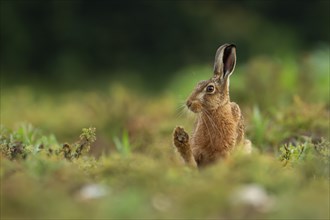 Brown hare (Lepus europaeus) adult animal stretching its front foot in a farmland field in the
