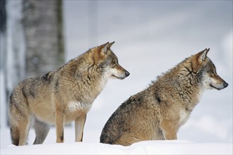 Two wolves in winter, Bavarian Forest National Park, Bavarian Forest National Park, Bavaria,