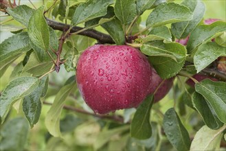 Apple (Malus domestica 'Pinett'), Bundessorteamt, testing centre Wurz, Germany, Europe