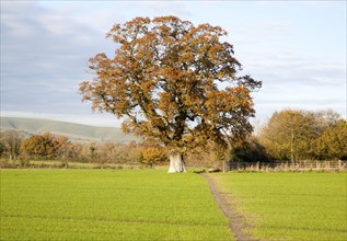 Orange brown oak tree with autumn leaves Woodborough, Wiltshire, England, UK