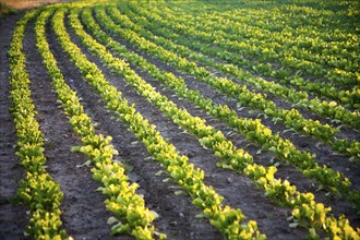 Curving rows of young sugar beet plants growing in a field, Suffolk, England, UK