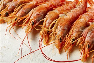 Langoustines, Australian, freshly frozen langoustines, on a light background, top view