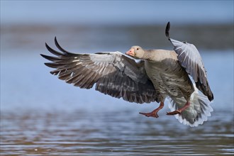 Greylag goose (Anser anser) in flight, Lower Saxony, Germany, Europe