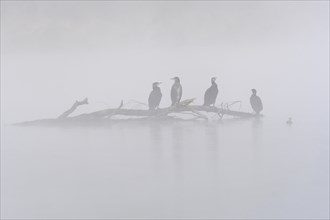 Great cormorant (Phalacrocorax carbo) perched on a branch, Bas-Rhin, Alsace, Grand Est, France,