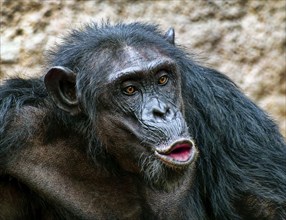 Animal portrait, excitedly calling western chimpanzee (Pan troglodytes verus), captive,