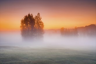 Birch trees in the Rothenthurm upland moor at sunrise in autumn, Canton Schwyz, Switzerland, Europe