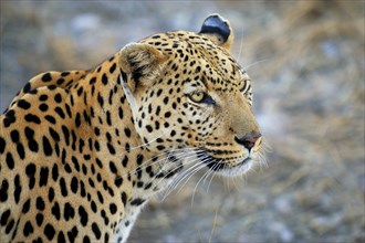 Leopard (Panthera pardus), Namibia, Africa