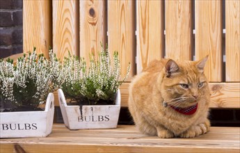 Felidae (Felis silvestris catus), sitting on a wooden bench, Netherlands