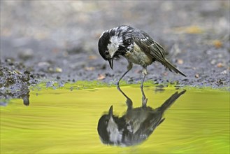 Curious coal tit (Periparus ater, Parus ater) looking at reflection in water of pond, Germany,