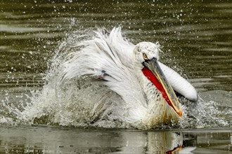 Dalmatian pelican (Pelecanus crispus), bathing, France, Europe