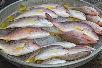 Several fresh red snappers on a metal plate