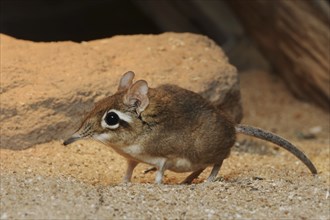 Red-brown elephant shrew or red-brown trunked shrew (Galegeeska rufescens, Elephantulus rufescens),