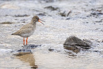 Common redshank (Tringa totanus), adult bird on a stone in the water calling with open beak,