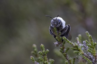 A willow sand bee in the Hohe Ward nature reserve in Münster, 08/04/2024