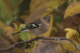 Eurasian chaffinch (Fringilla coelebs) adult bird amongst autumnal leaves of a garden Magnolia tree