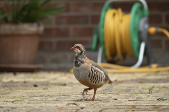 Red legged partridge (Alectoris rufa) adult bird on a urban garden patio, Suffolk, England, United